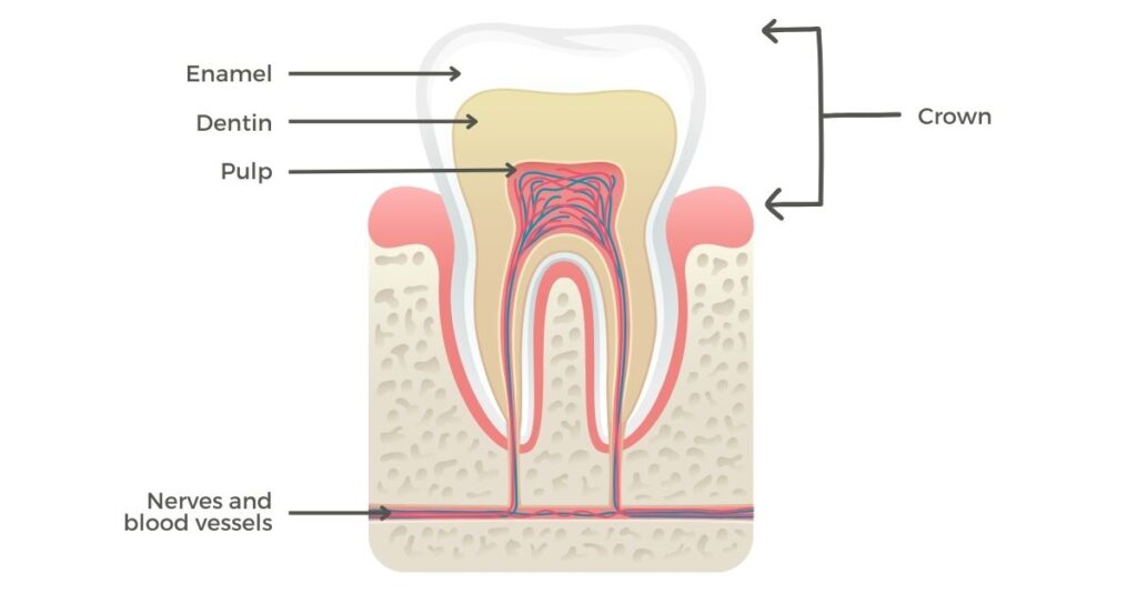 graphic illustration of the anatomy of a tooth showing the crown, enamel, dentin, pulp, nerves, and blood vessels
