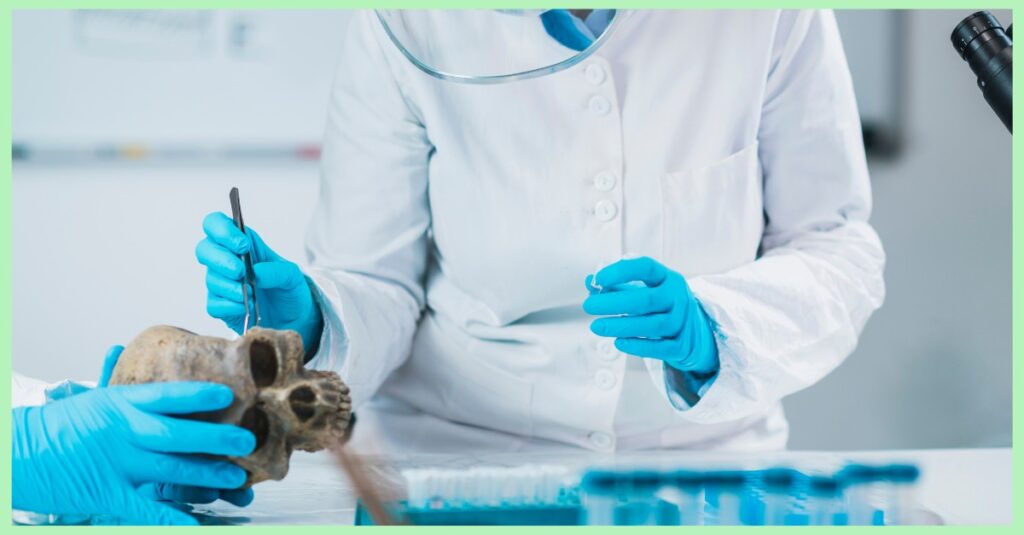 archaeologist studying an ancient human skull in a lab